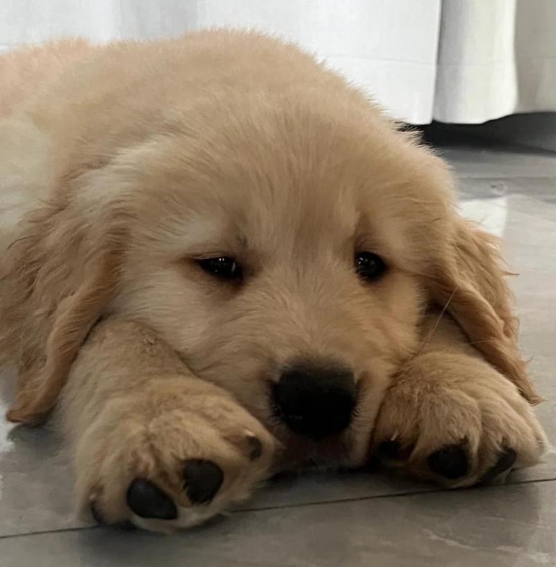 狗狗老是哼哧哼哧鼻子打喷嚏