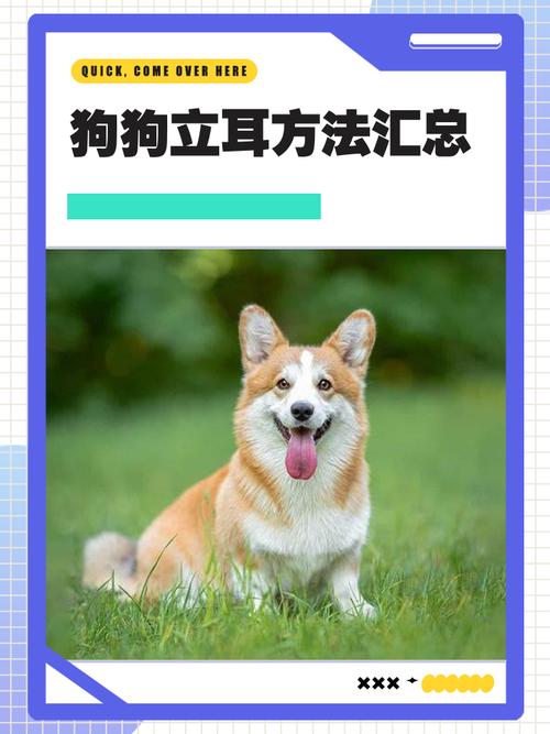 怎样鉴定狗耳朵能不能立起来