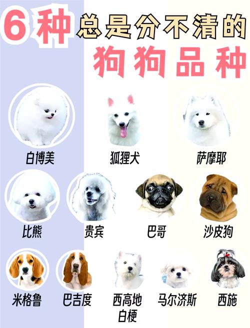 怎样鉴定狗狗的品种?