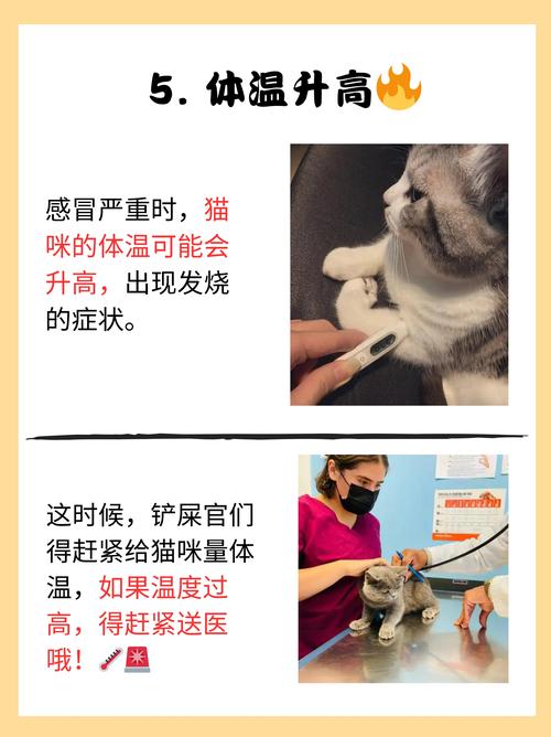 猫咪感冒的症状是怎样的?