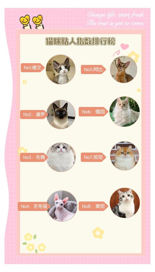 哪种猫咪最亲近人比较好养?(布偶猫和暹罗猫,哪个更粘人呐)