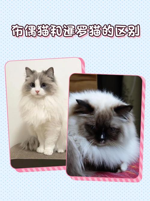 哪种猫咪最温顺最粘人