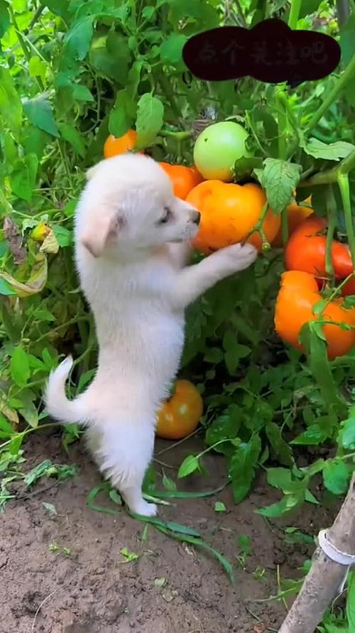 狗狗为什么能吃柿子