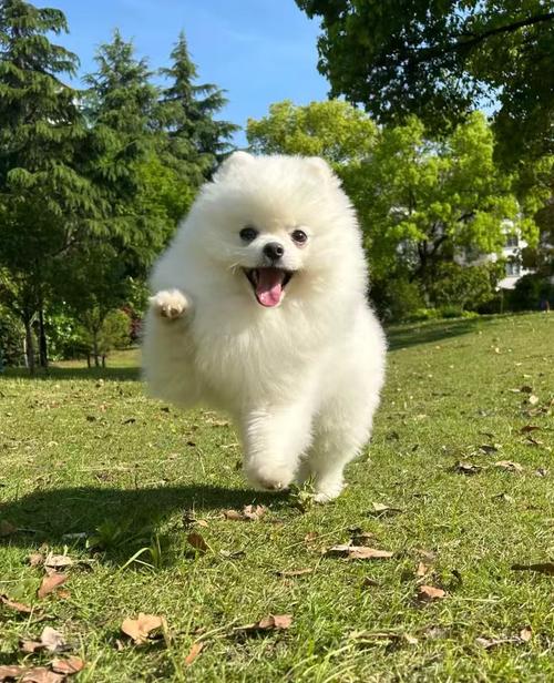 狗狗几天可以走路