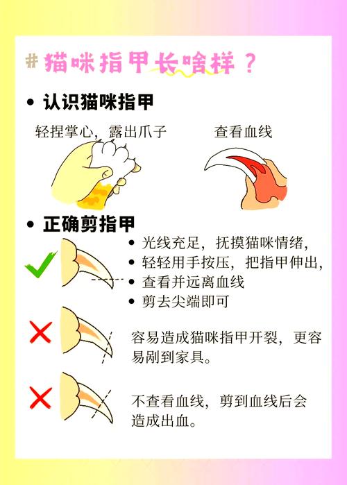 猫咪不让剪指甲很凶怎么办