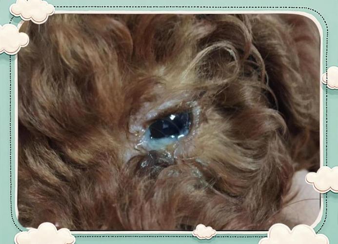 狗狗眼睛发红眼屎多呕吐