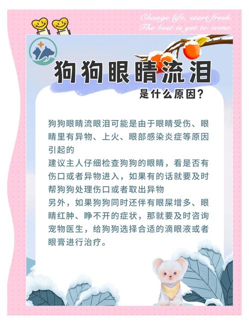 狗狗一直流眼泪怎么回事,还老是眯着眼睛