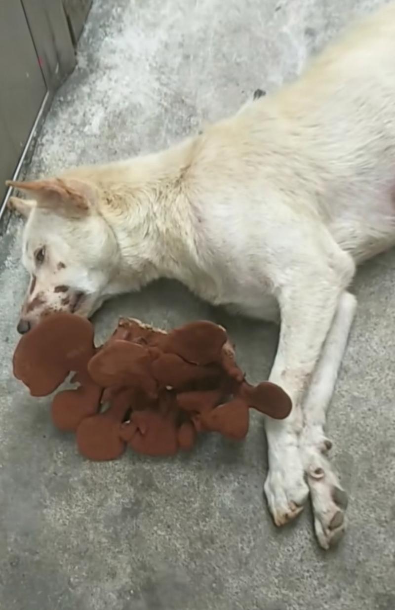 狗狗吃熟木耳会中毒吗