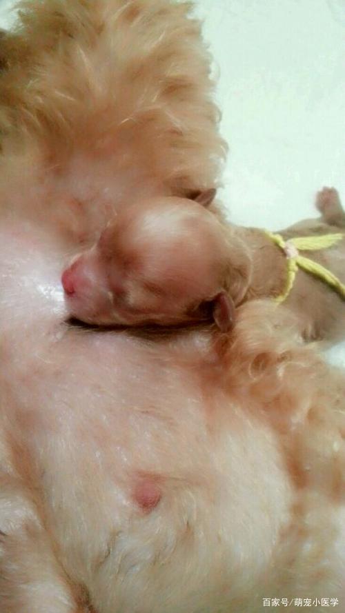 怀孕狗狗排出粘液