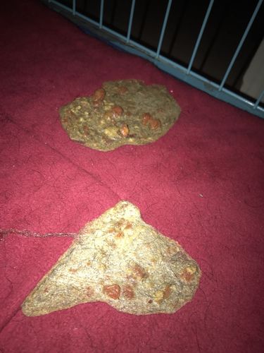 狗狗都63天了还不生,老流黑色粘液怎么回事啊?