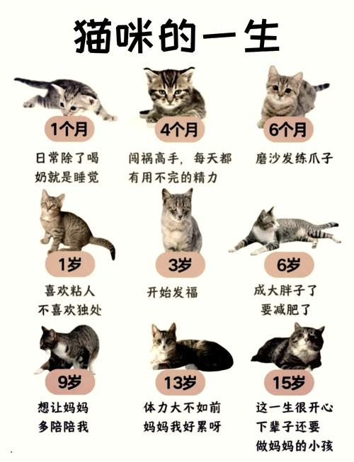 猫咪一年一般下几次小猫