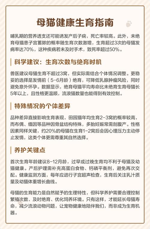 猫一年能下几窝小猫