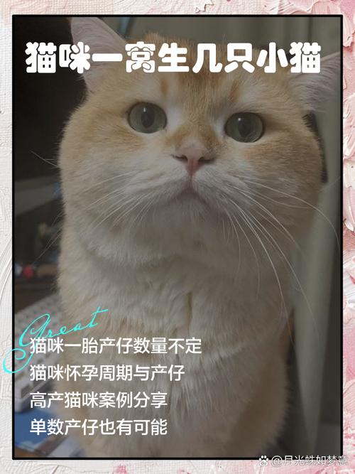 母猫隔多久可以生第二窝