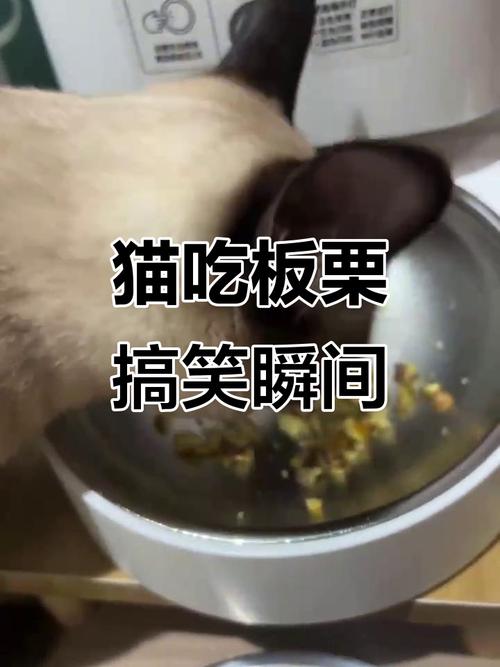 猫可以吃板栗么