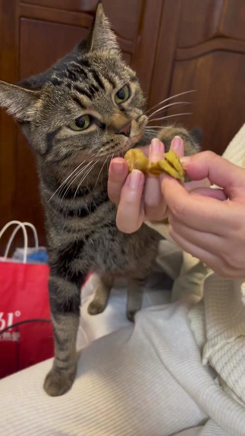 猫咪能吃板栗吗蒸熟的