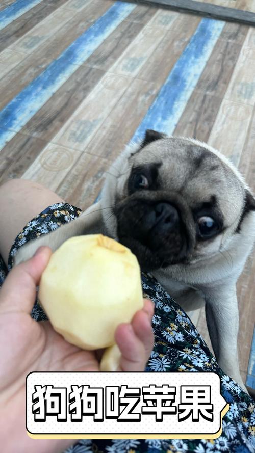 喂泰迪狗狗吃苹果可以吗