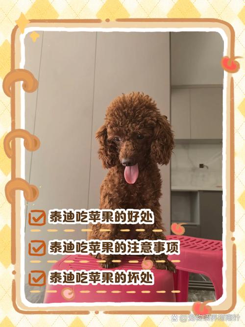 泰迪狗多大能吃苹果