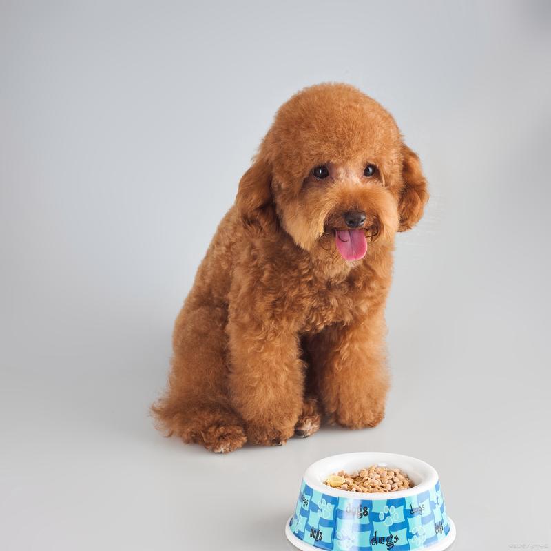 泰迪宠物狗吃苹果有什么好