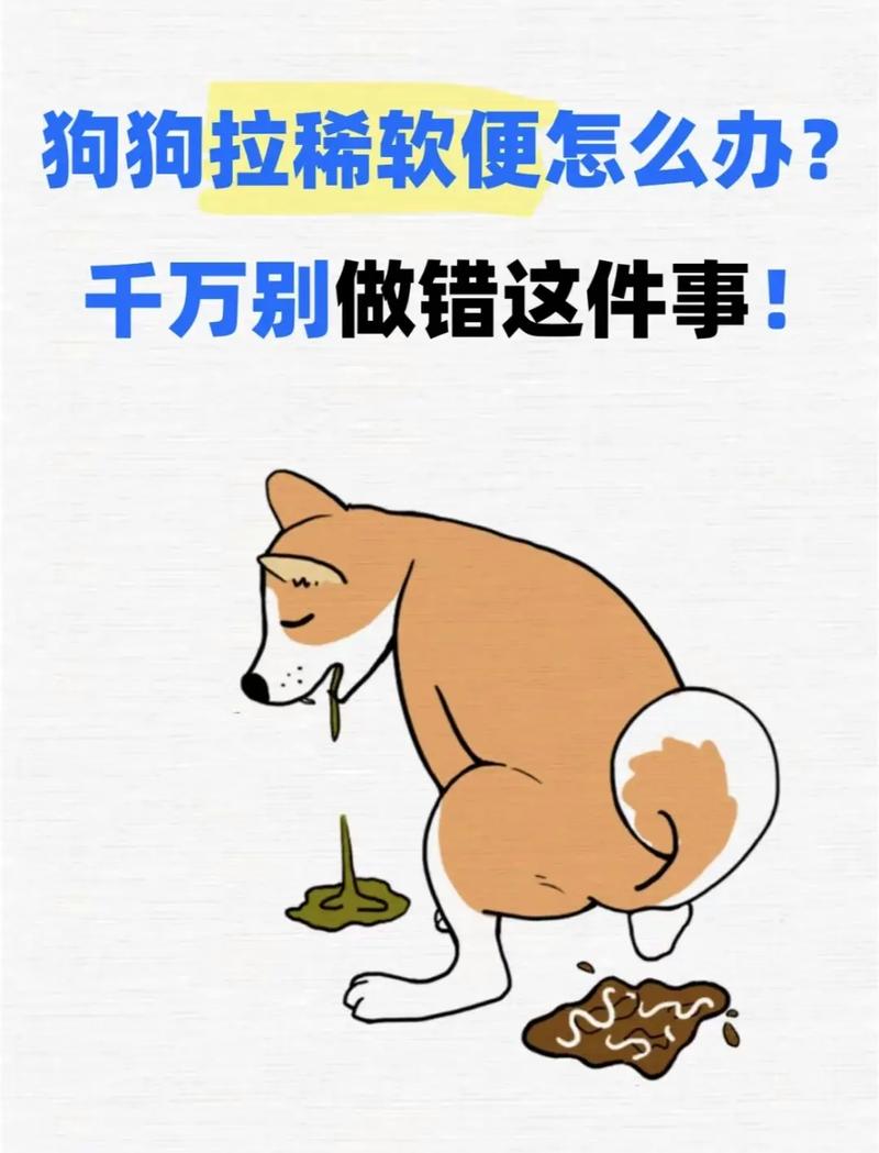 狗狗软便怎么办最有效的方法