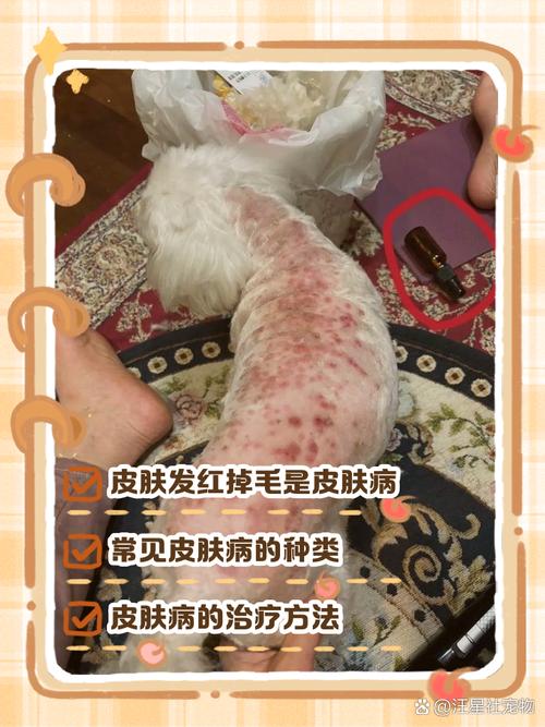 狗狗肚子脚毛发红是为什么