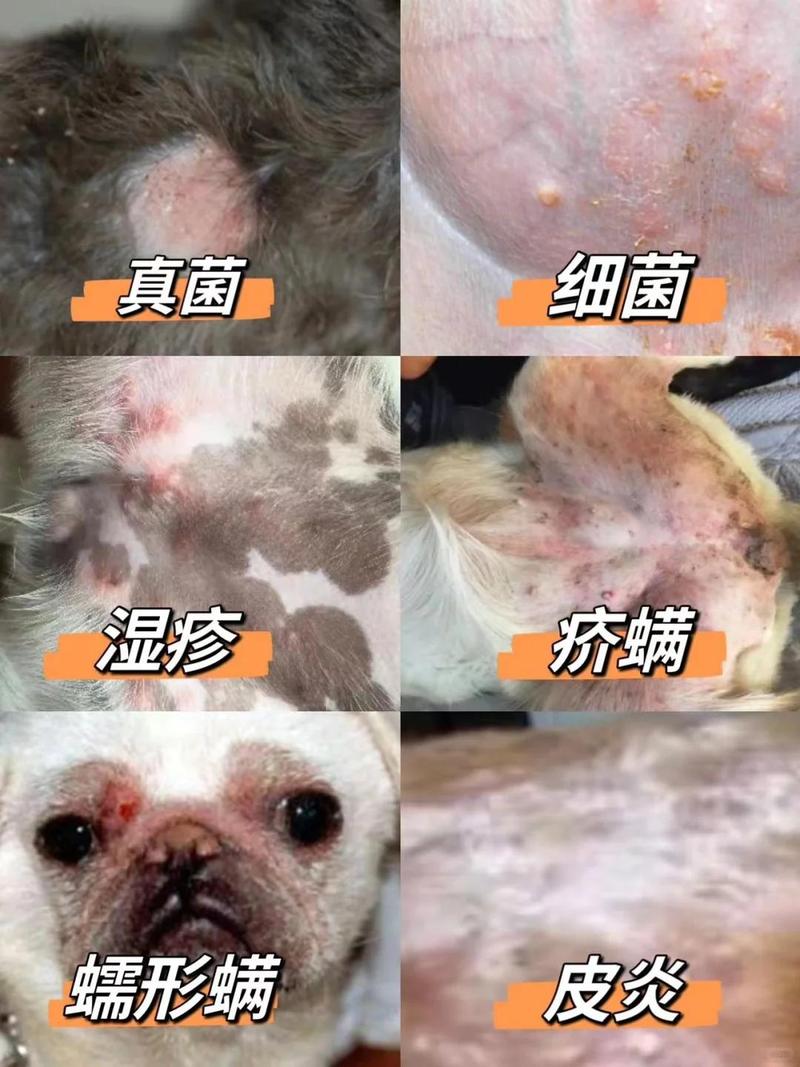 为什么狗狗肚子红了