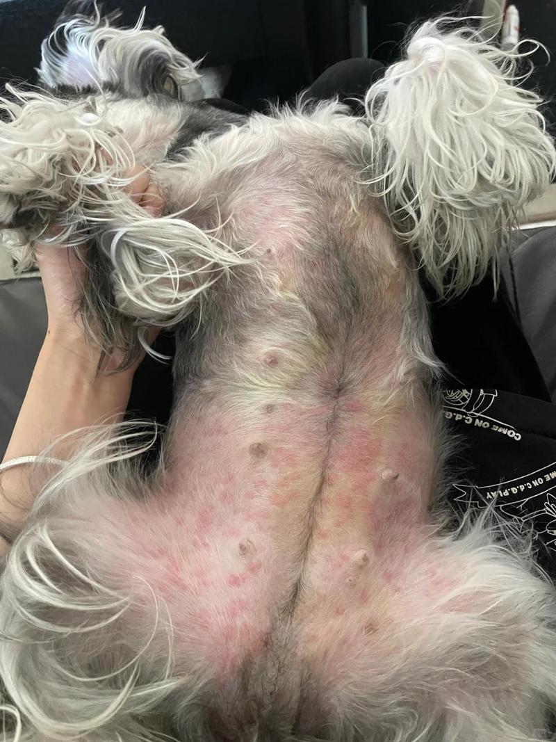 狗狗肚子和眼皮发红是怎么回事?