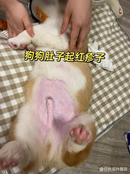 狗狗肚子发红怎么回事