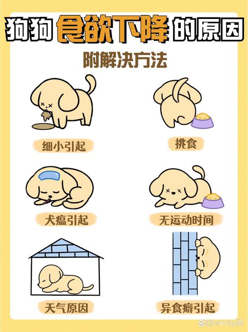 小狗不吃饭怎么办