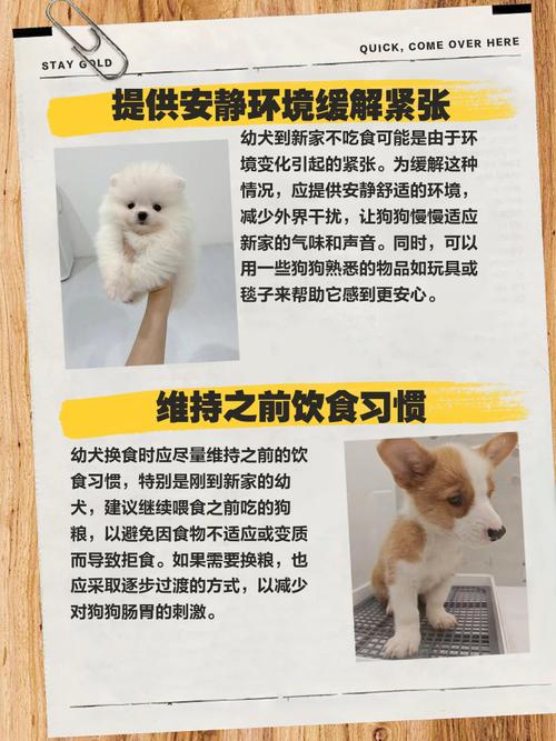 狗狗心脏病不吃饭怎么办