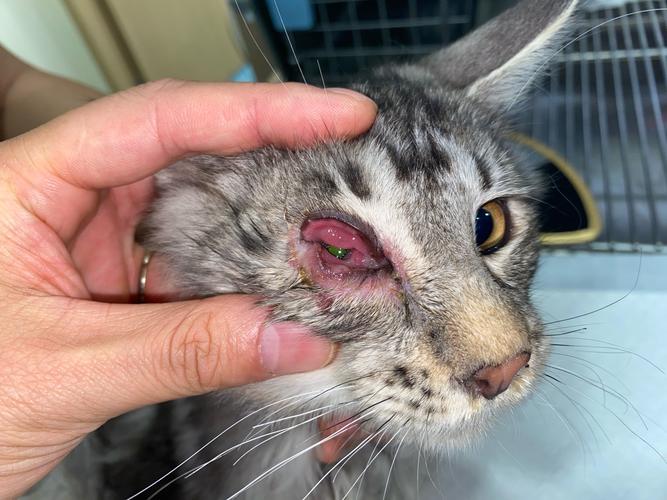 猫咪突然单只眼角肿了怎么办啊