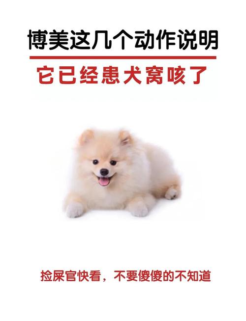 两个月的博美狗咳嗽喉咙有痰怎么办