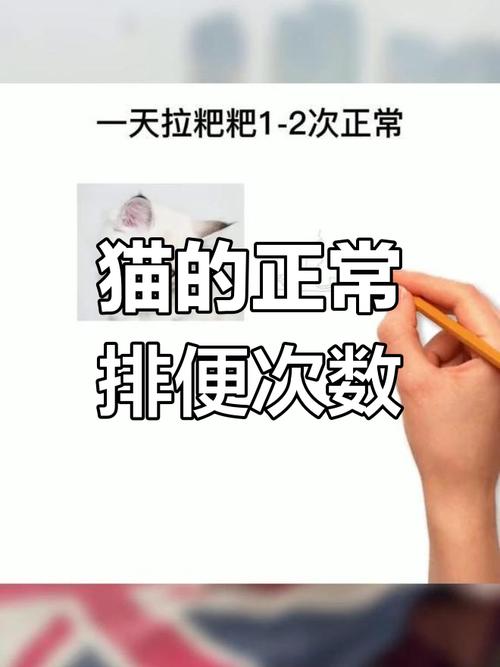 猫咪一天拉5次正常吗