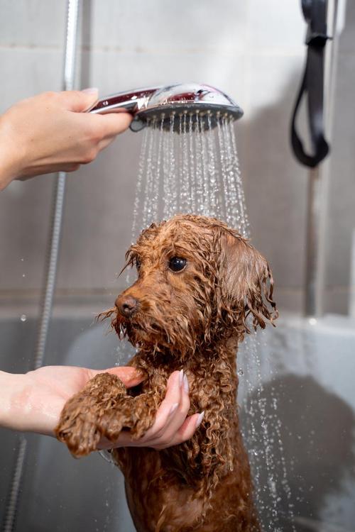 狗狗两周不洗澡,会对健康有哪些影响?