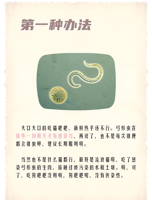 狗怎么预防弓形虫病