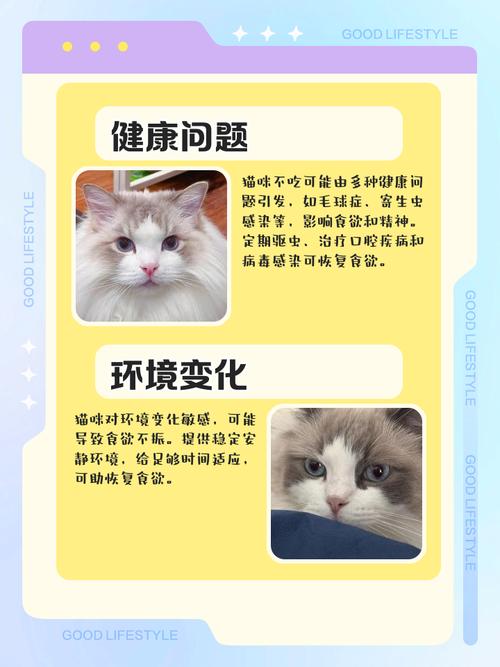 猫咪不爱吃东西怎么回事