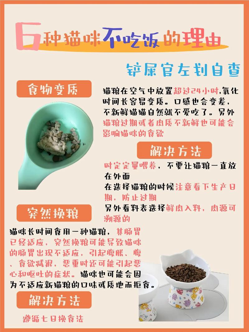 猫咪厌食不吃东西怎么办?