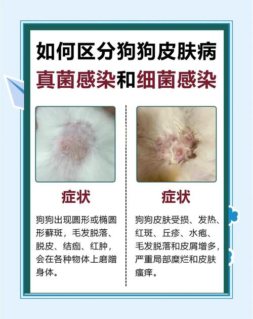 狗的细菌对婴儿的危害