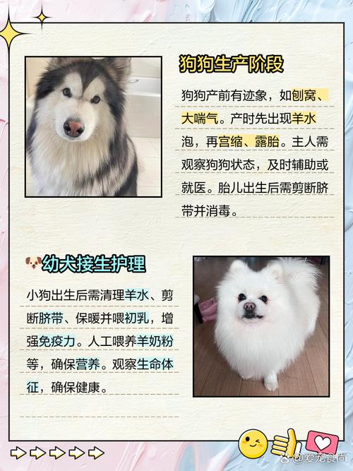 郭老师,请问一个家庭中新生儿和狗狗能够共处么?我家有一只吉娃娃...