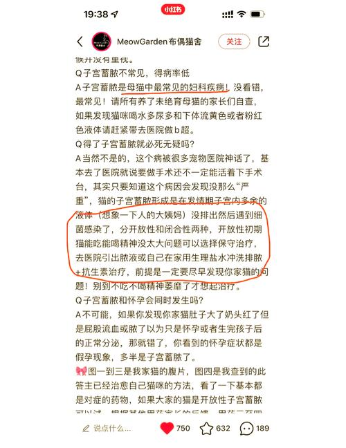 猫子宫蓄脓吃什么药