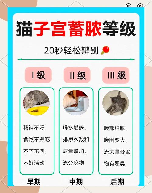 猫咪子宫蓄脓最佳治愈方法