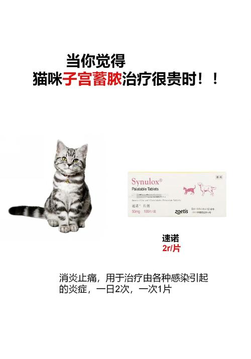 猫子宫蓄脓会自己好吗