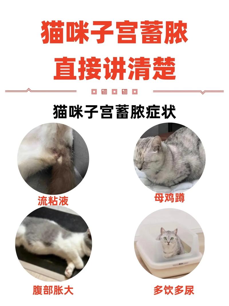 猫咪子宫蓄脓直接绝育可以吗
