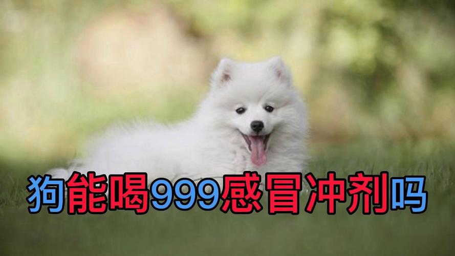 狗狗感冒可以吃999感冒灵吗