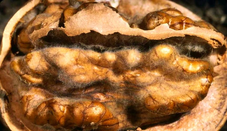 狗狗吃核桃好吗