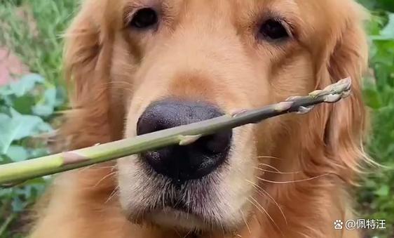 狗可以吃芦笋吗