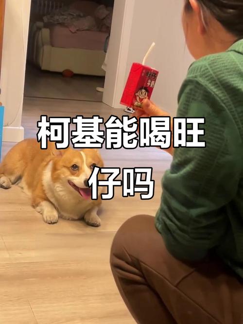 柯基可以喝旺仔牛奶吗?