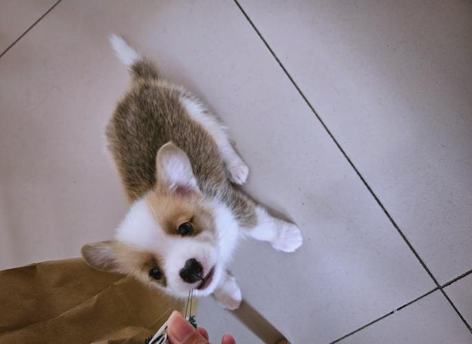 狗喝了旺仔牛奶怎么办泰迪喝了旺仔牛奶,有事吗?