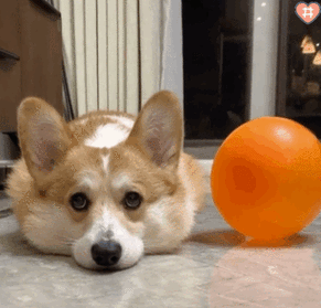 狗能喝旺仔牛奶吗