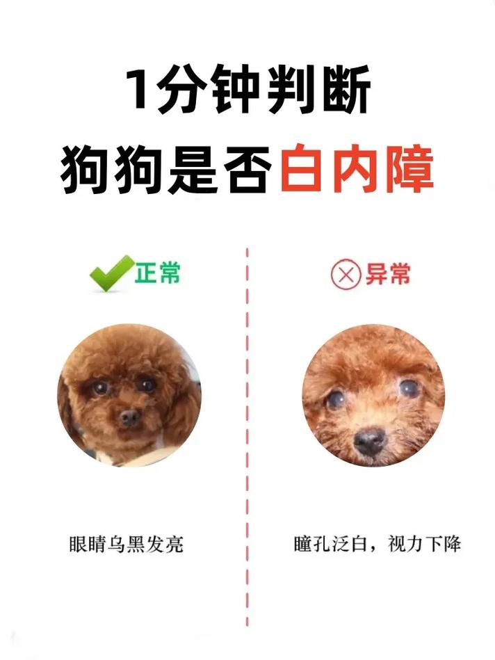 狗狗白内障和角膜炎怎么分辨