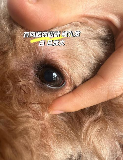 狗狗白内障的症状及治疗方法
